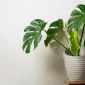 Best Monstera Pot Guide for Healthy Plant Growth