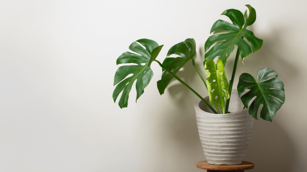 Best Monstera Pot Guide for Healthy Plant Growth